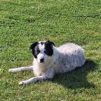 Bordercollie/Golden Wilma