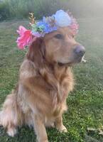 Golden retriever Teddy
