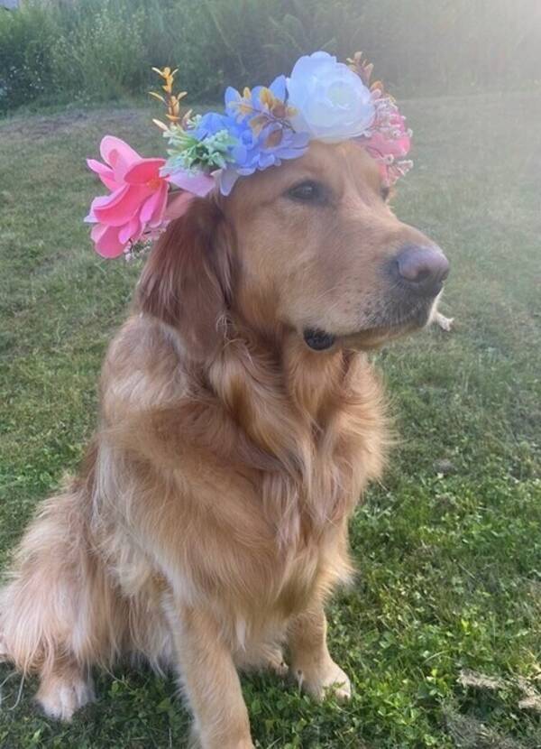 Hund - Golden retriever Teddy