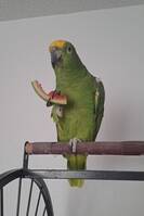 Amazonen Bobbo