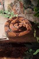 Boa constricrorn Göta