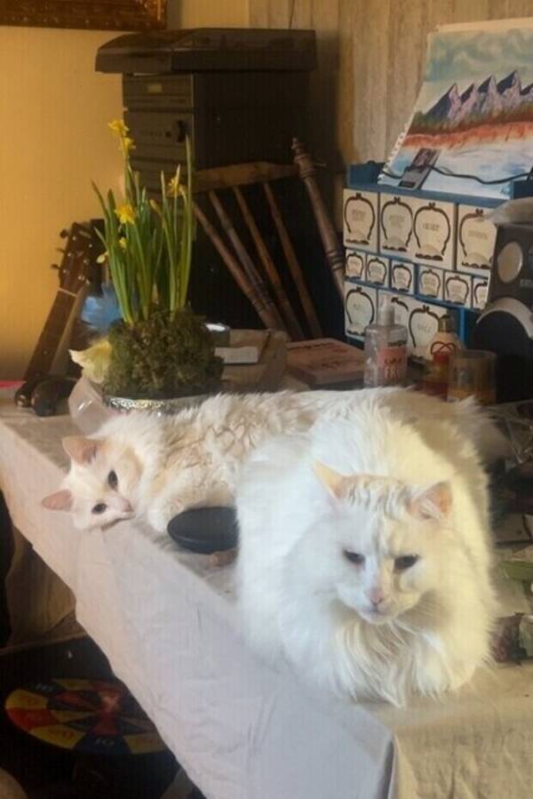 Katt - Depsi och pepsi 