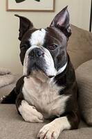 Boston Terrier Winston