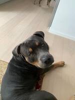 Bruno