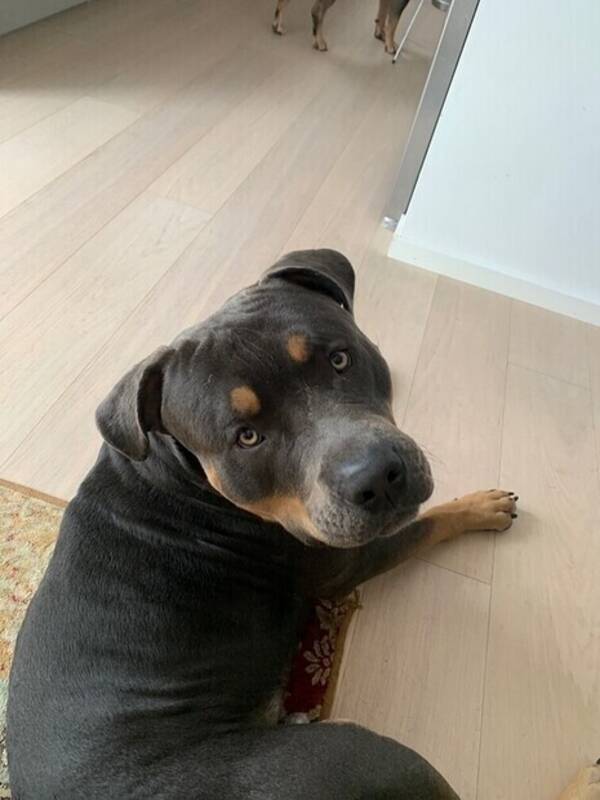 Hund - Bruno