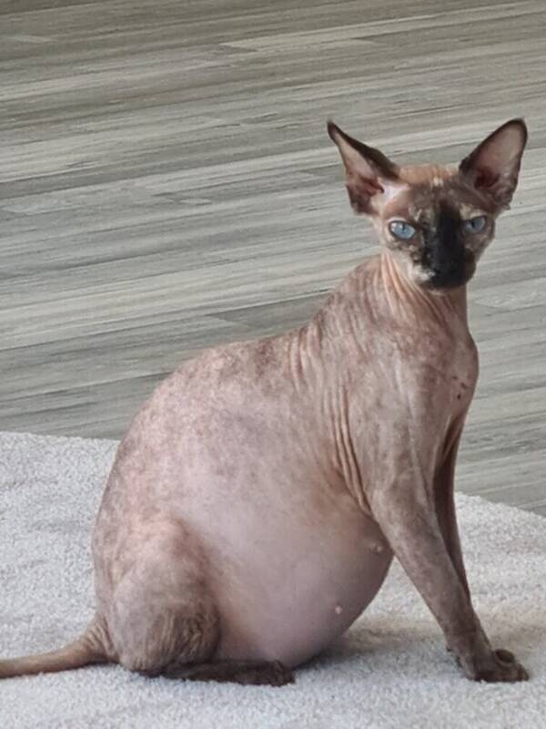 Katt - Toozan