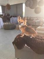 Chihuahua Bodil