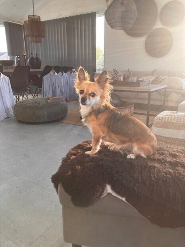 Hund - Chihuahua Bodil