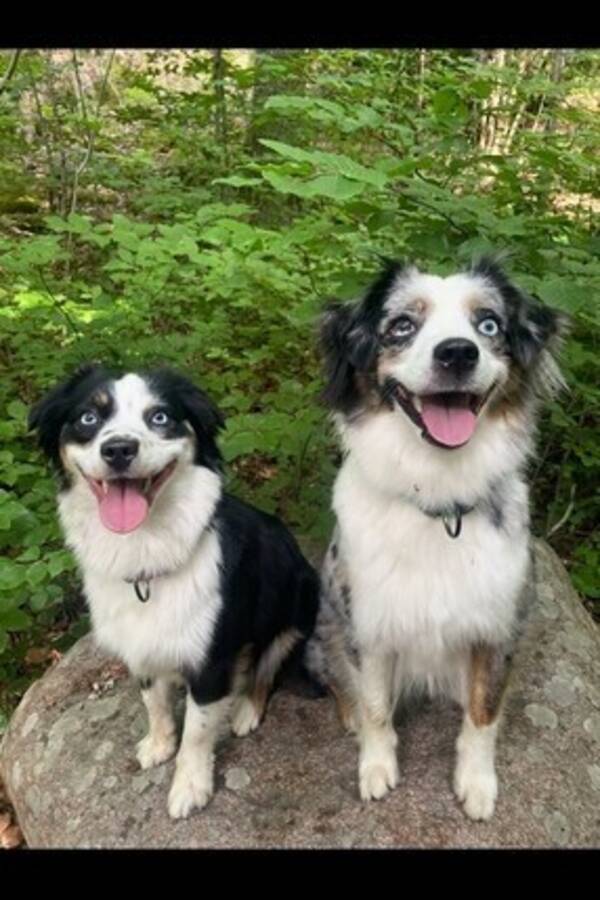 Hund - Masarna Alba och Ines
