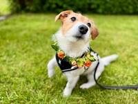 Jack Russell Tova