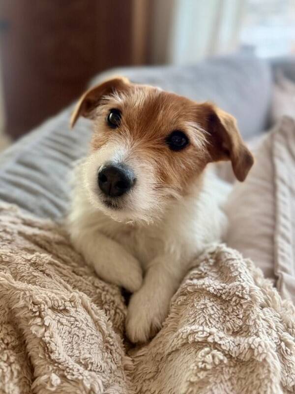 Hund - Jack Russell Tova