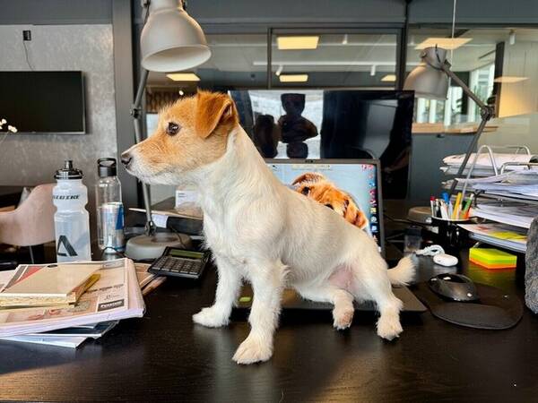 Hund - Jack Russell Tova