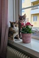 2 bondkatter