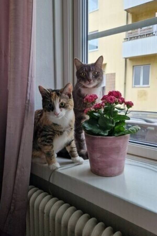 Katt - 2 bondkatter