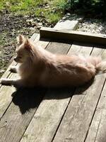 Pomchi Gizmo