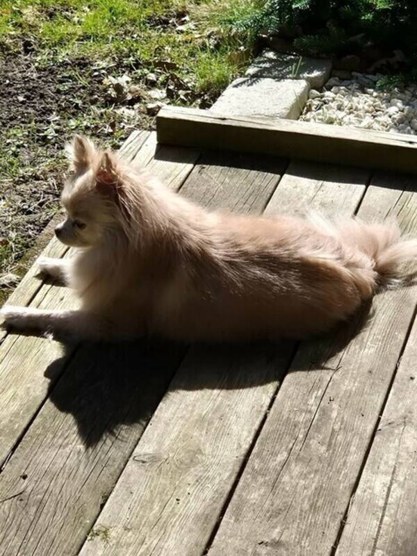 Hund - Pomchi Gizmo