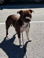 Staffordshire bullterier