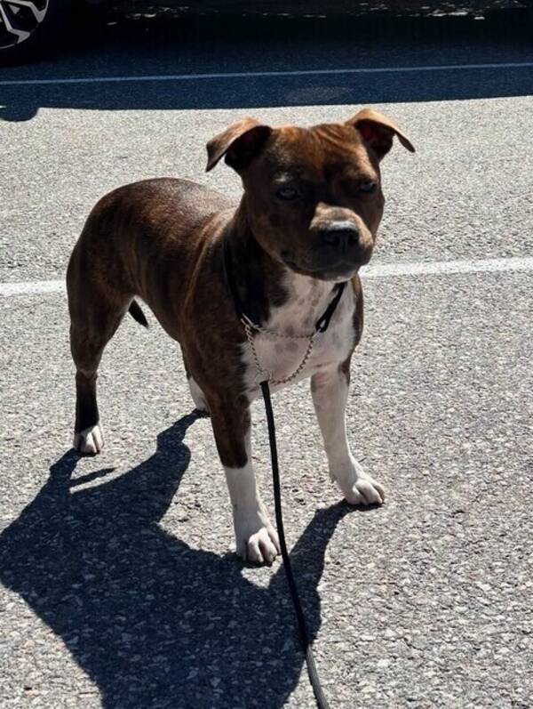 Hund - Staffordshire bullterier 