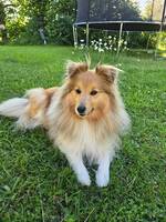 Shetland sheepdog Signe