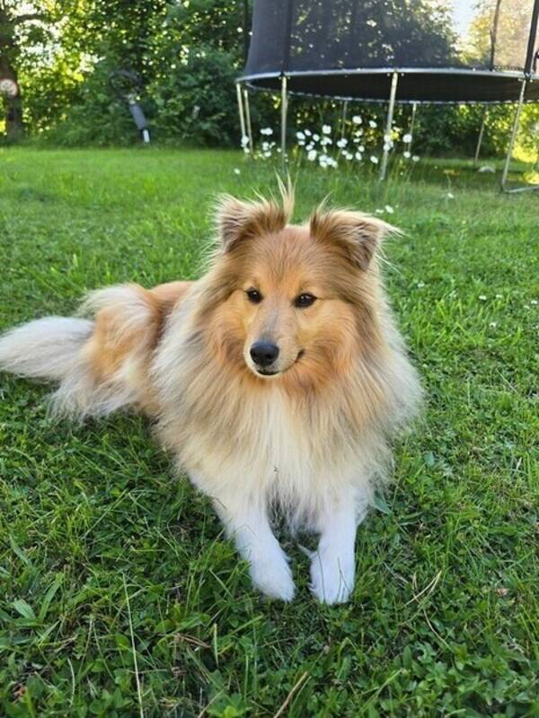Hund - Shetland sheepdog  Signe