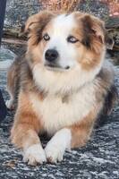 Mino - Mini American shepherd 