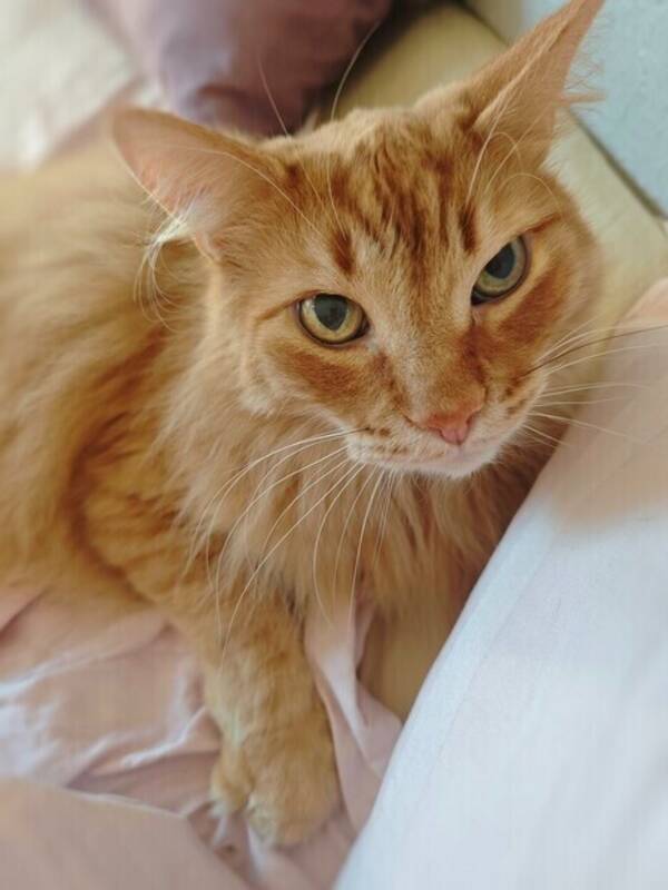 Katt - Katten Zipper