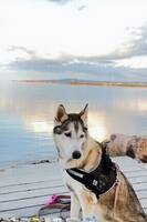 Sibirisk husky