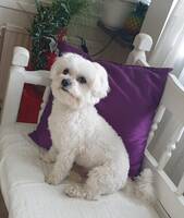 Bichon Frise-hanen TEDDY