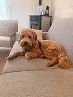 Labradoodle