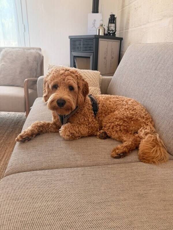 Hund - Labradoodle