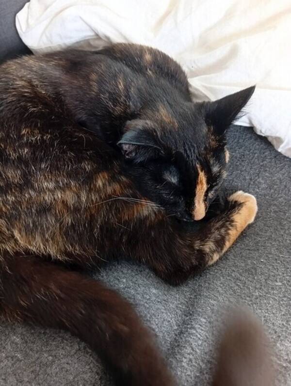 Katt - Maja