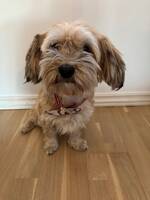 Bichon havanais