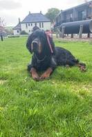 Gordon setter
