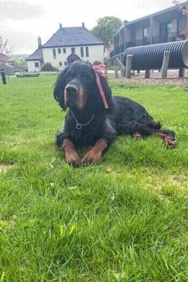 Hund - Gordon setter