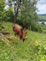 Hest 