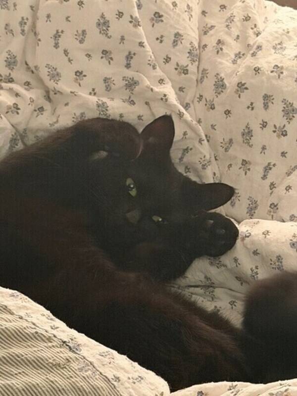 Katt - Katt