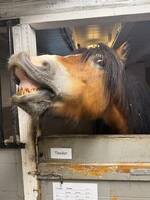 Hest 
