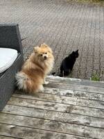 Hund