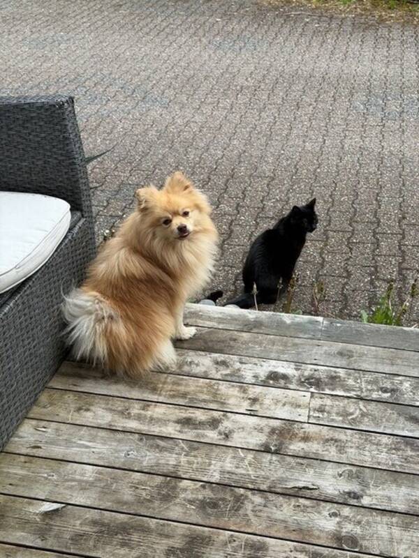 Hund - Hund 