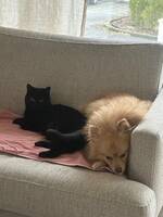 Katt og hund