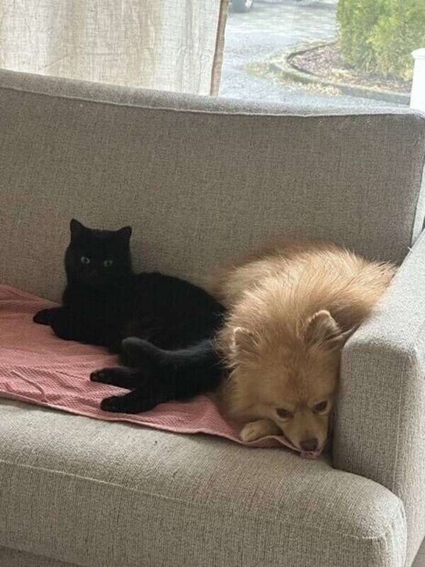 Katt - Katt og hund 