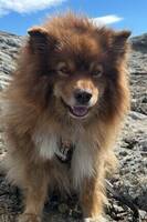 Hund 