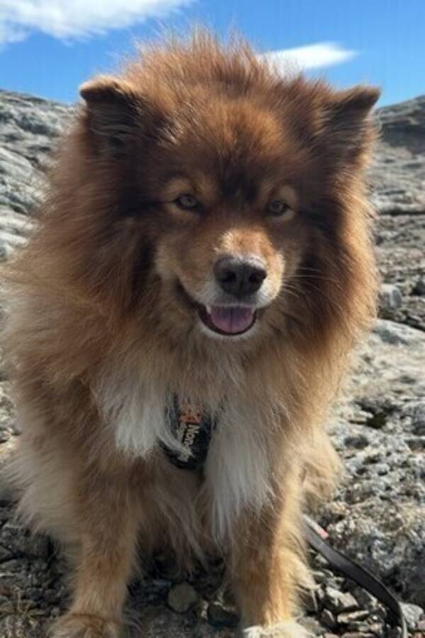 Hund - Hund 