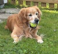Golden retriever