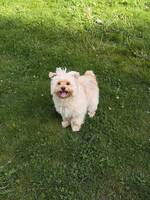 Pomapoo (Pomeranian & Pudel)