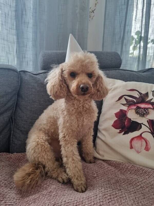 Hund - Dvärgpudeln Laki