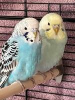 Lilo, Polly och kokos