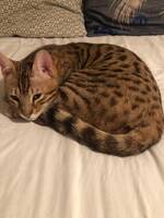 Mowgli