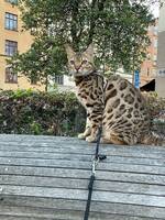Nala 