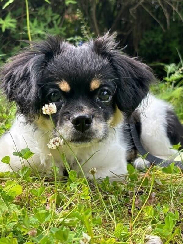 Hund - Blandras liten Muru